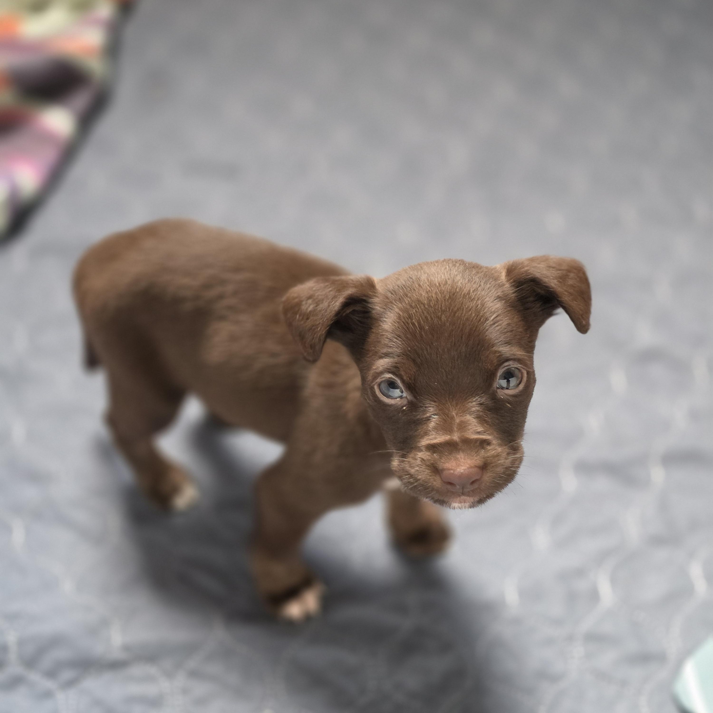 Enlarge Valda, a Adoptable mixed breed in Blairstown, NJ image 5/6