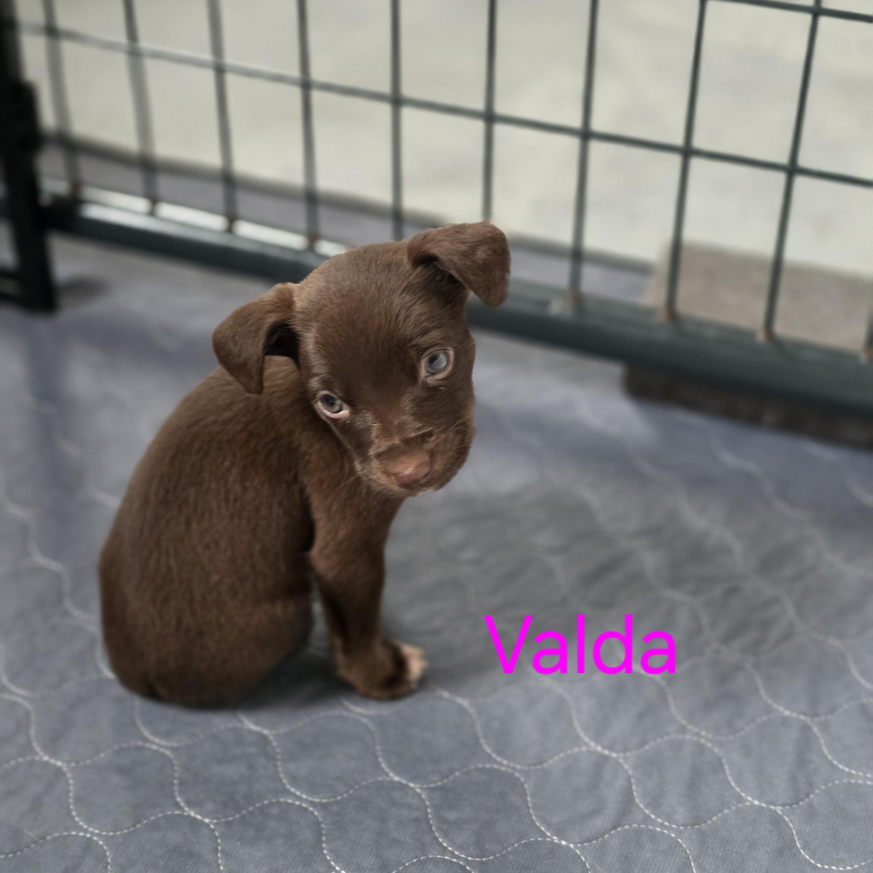 Enlarge Valda, a Adoptable mixed breed in Blairstown, NJ image 1/6