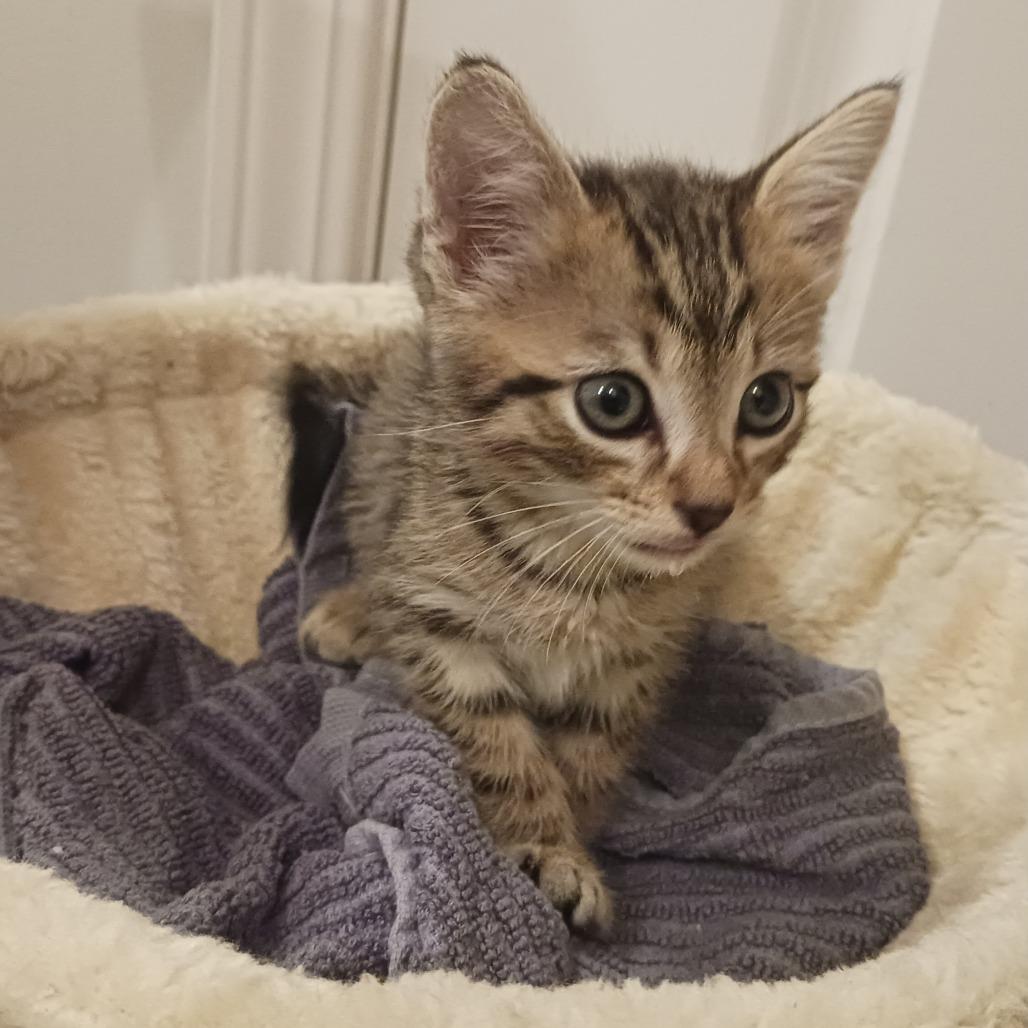 Marley, a Adoptable Domestic Short Hair in Durham, NC image 1/6