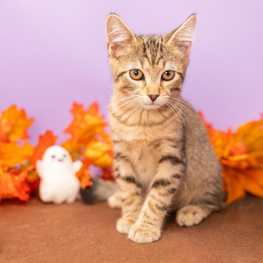 Marley, a Adoptable Domestic Short Hair in Durham, NC image 2/6