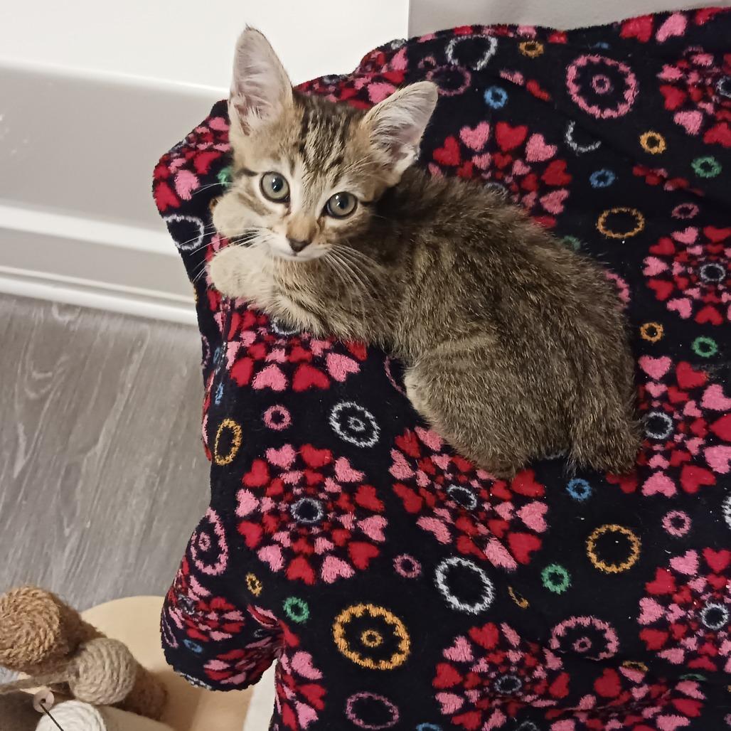 Marley, a Adoptable Domestic Short Hair in Durham, NC image 4/6