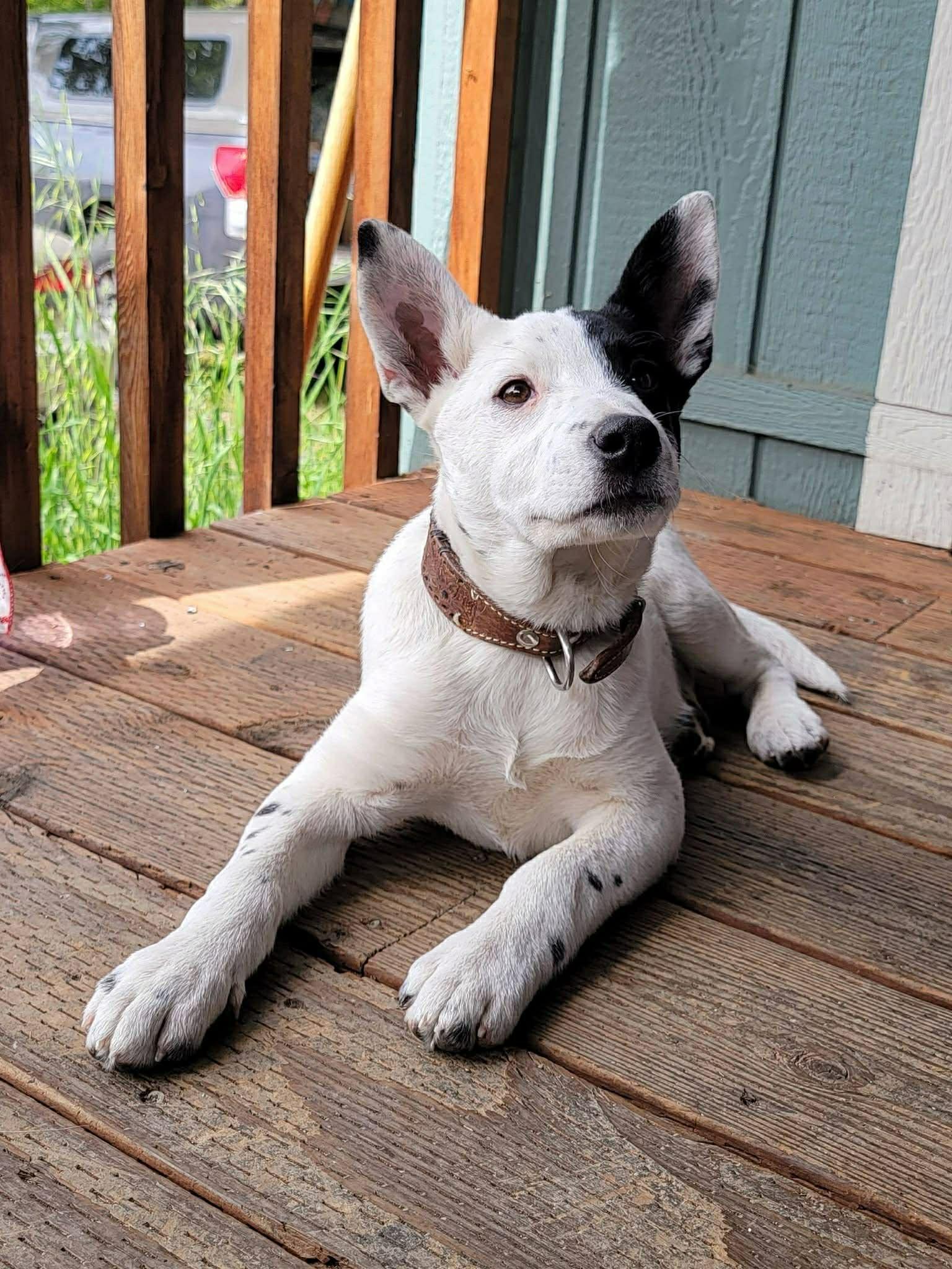 Suds, ADOPTABLE, Puppy Female Australian Cattle Dog / Blue Heeler.