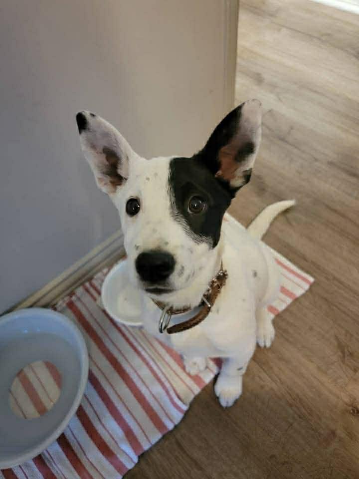 Enlarge Suds, a ADOPTABLE mixed breed in Bend, OR image 4/6