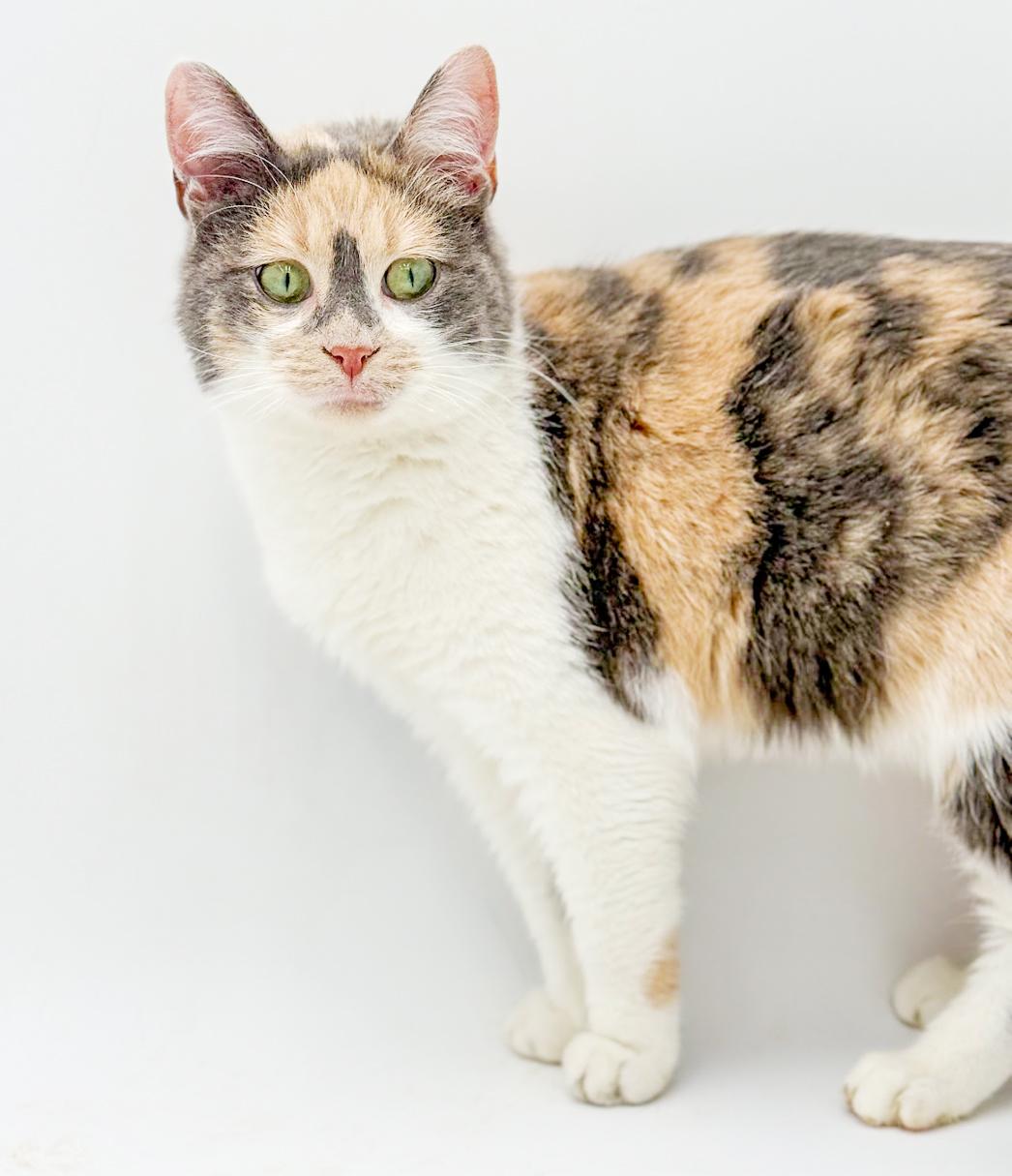 Enlarge Athena is our goddess of kisses n' snuggles!, an adopted mixed breed in Bedford Hills, NY image 5/6