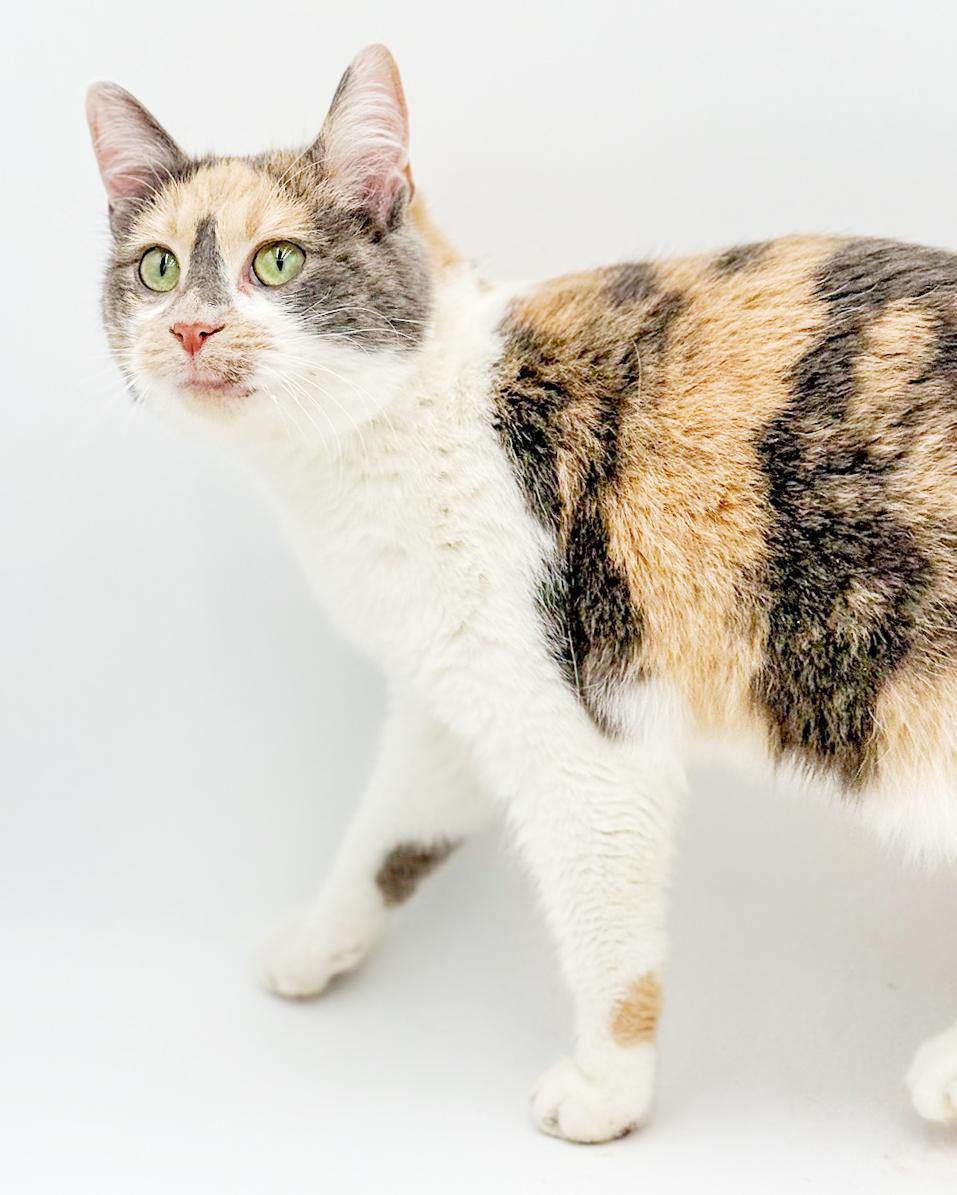 Enlarge Athena is our goddess of kisses n' snuggles!, an adopted mixed breed in Bedford Hills, NY image 6/6