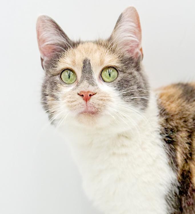 Athena is our goddess of kisses n' snuggles!, adopted, Kitten Female Turkish Van & Dilute Calico.