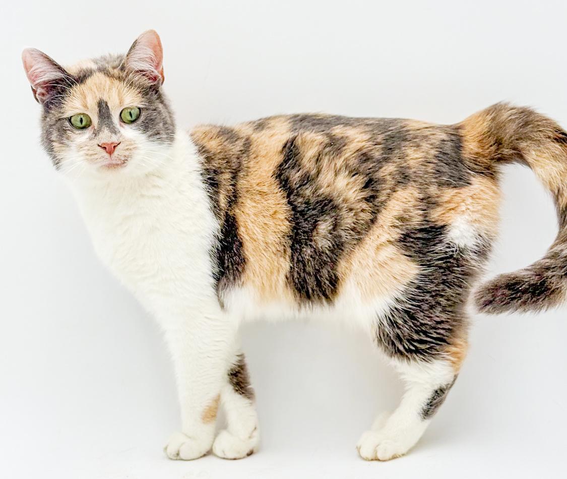 Enlarge Athena is our goddess of kisses n' snuggles!, an adopted mixed breed in Bedford Hills, NY image 2/6