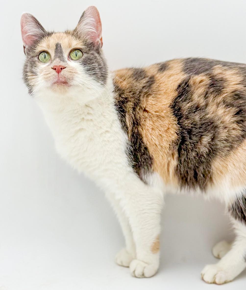 Enlarge Athena is our goddess of kisses n' snuggles!, an adopted mixed breed in Bedford Hills, NY image 4/6