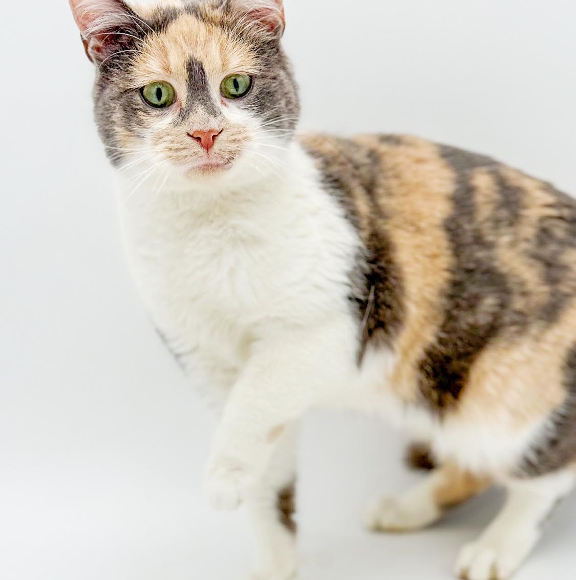 Enlarge Athena is our goddess of kisses n' snuggles!, an adopted mixed breed in Bedford Hills, NY image 3/6