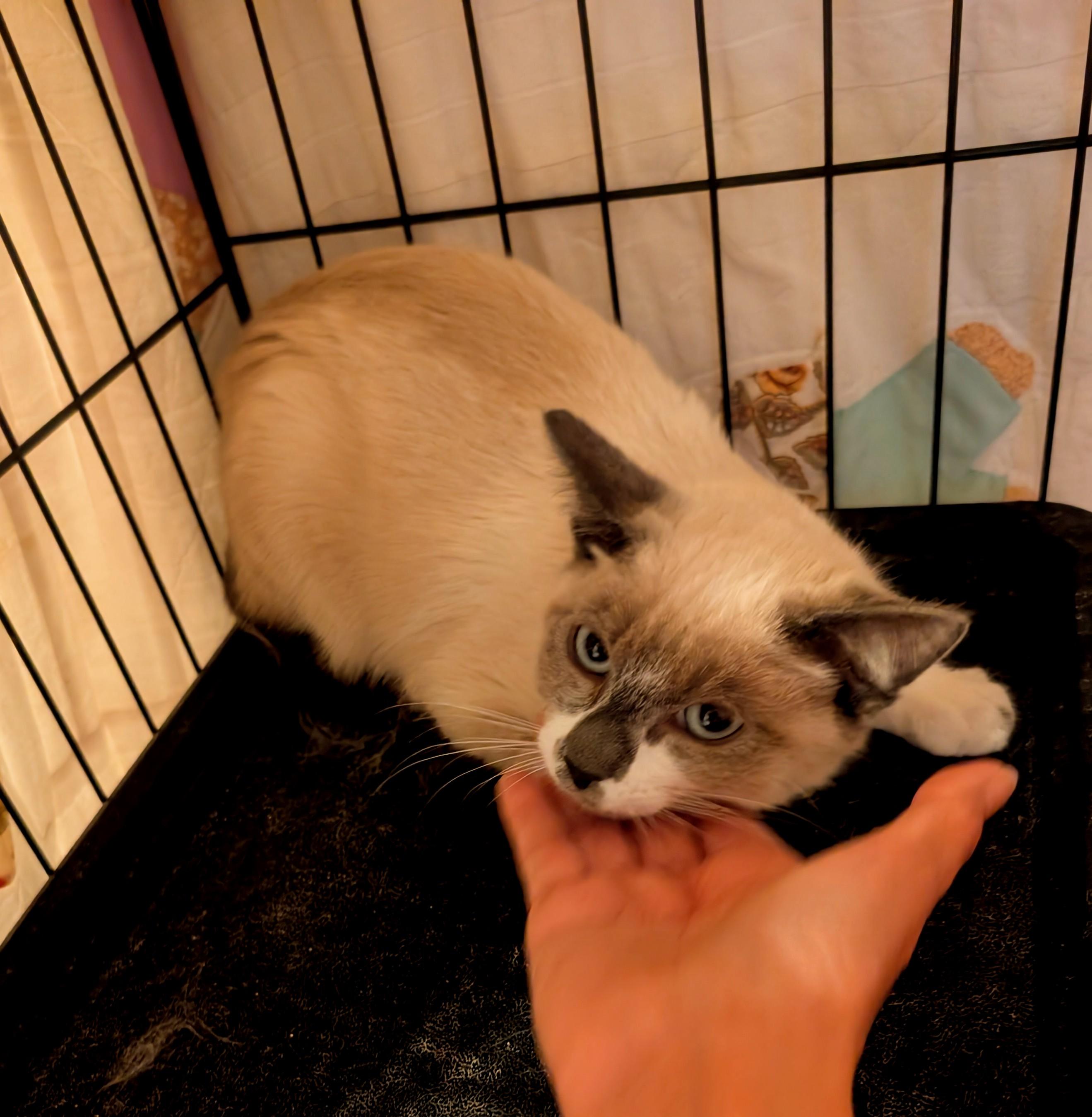 Enlarge Beems, a ADOPTABLE Siamese in Santa Monica, CA image 2/4