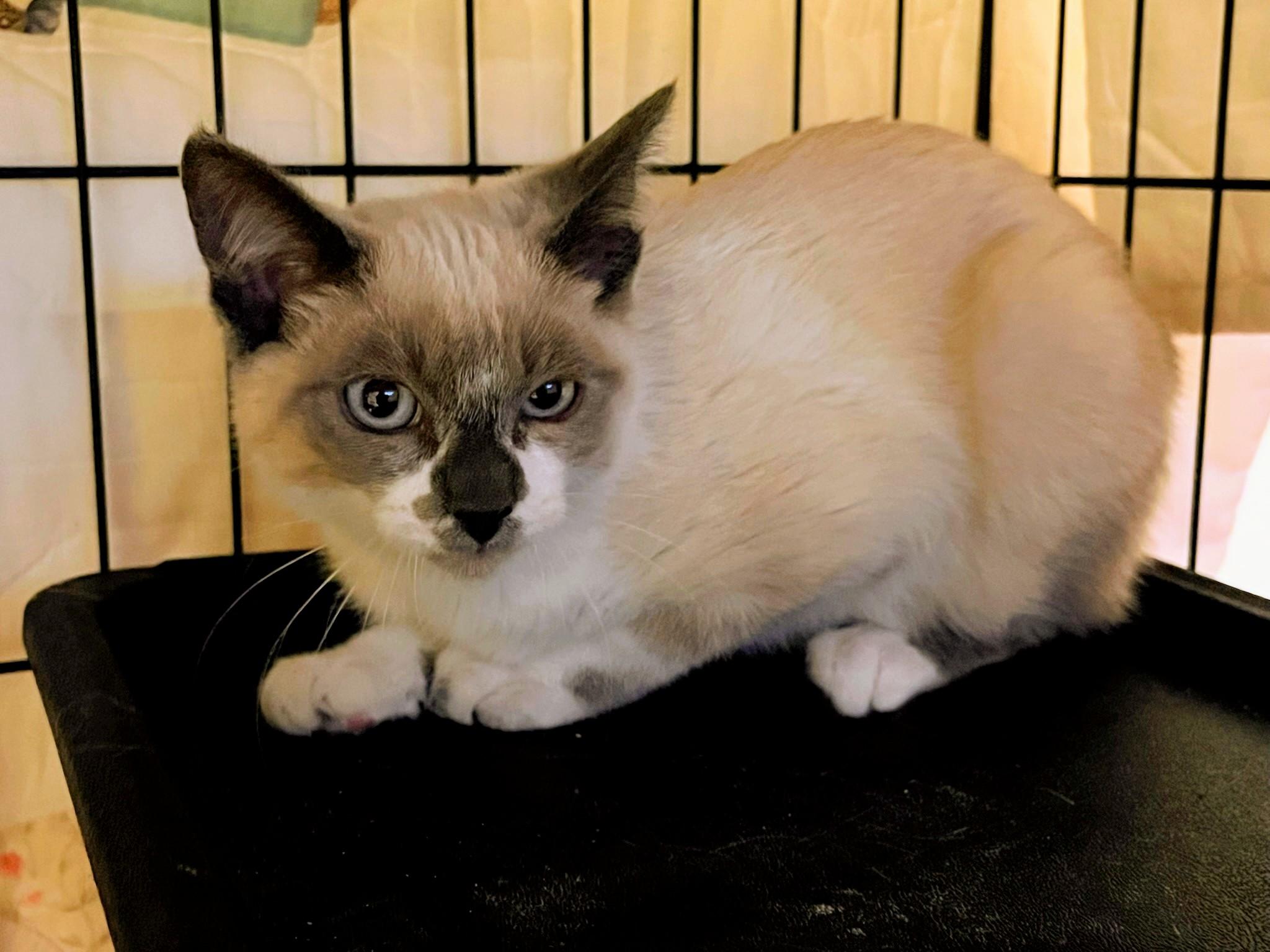 Enlarge Beems, a ADOPTABLE Siamese in Santa Monica, CA image 4/4