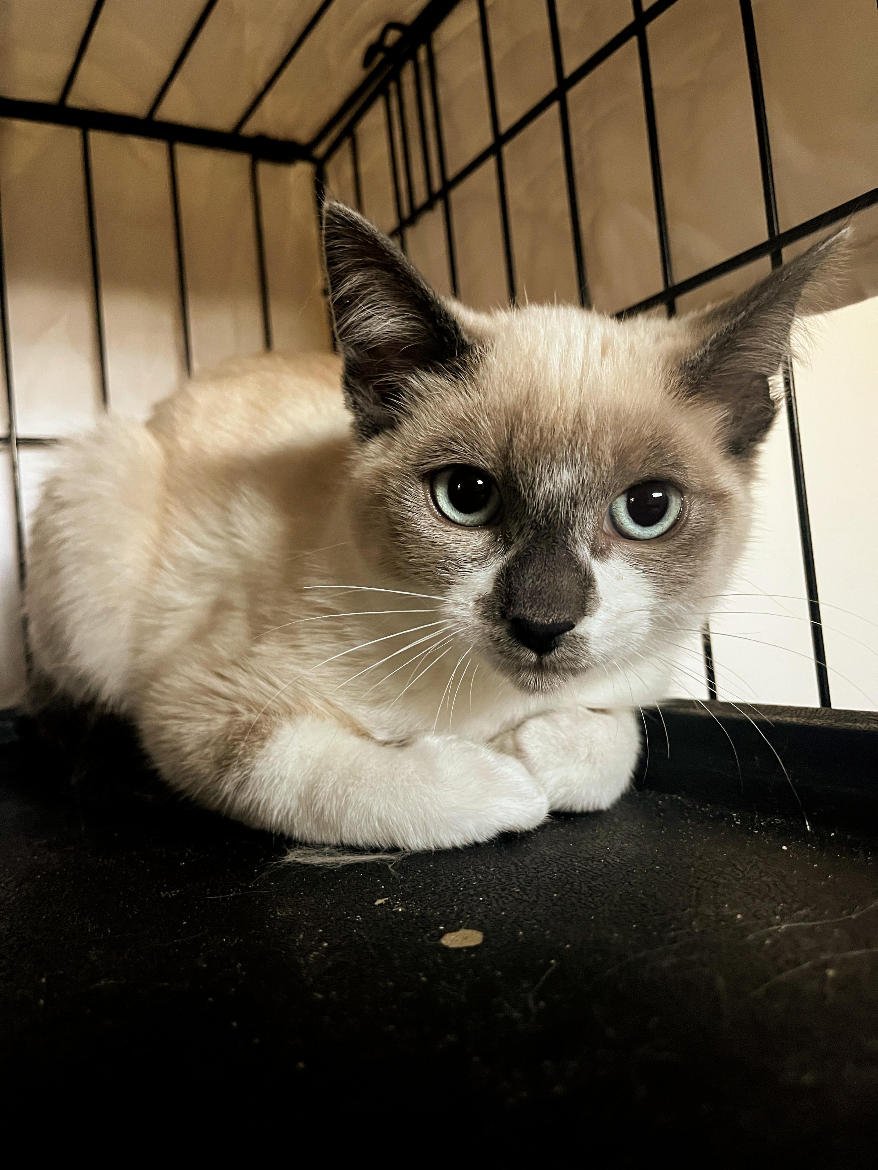 Beems, ADOPTABLE, Kitten Male Siamese.