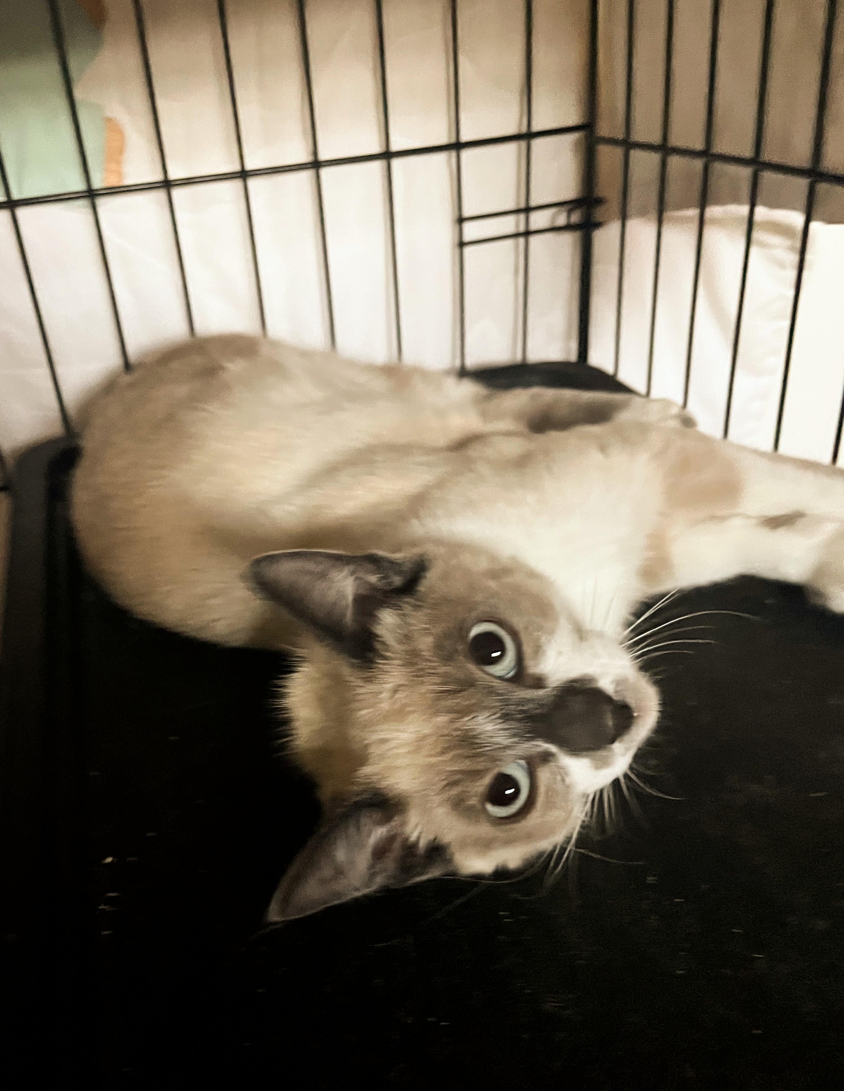 Enlarge Beems, a ADOPTABLE Siamese in Santa Monica, CA image 3/4