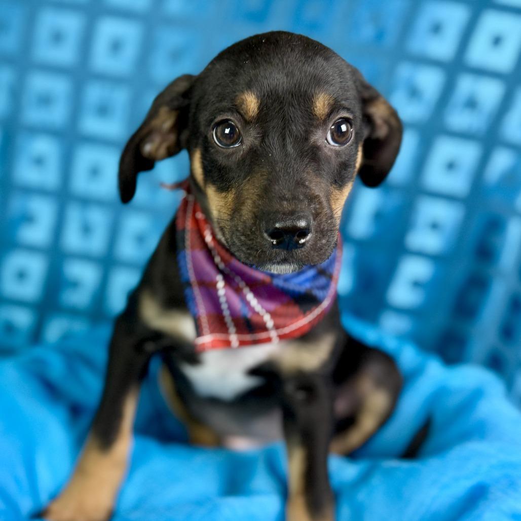 Oakley, Adoptable, Puppy Male Terrier & Mixed Breed.