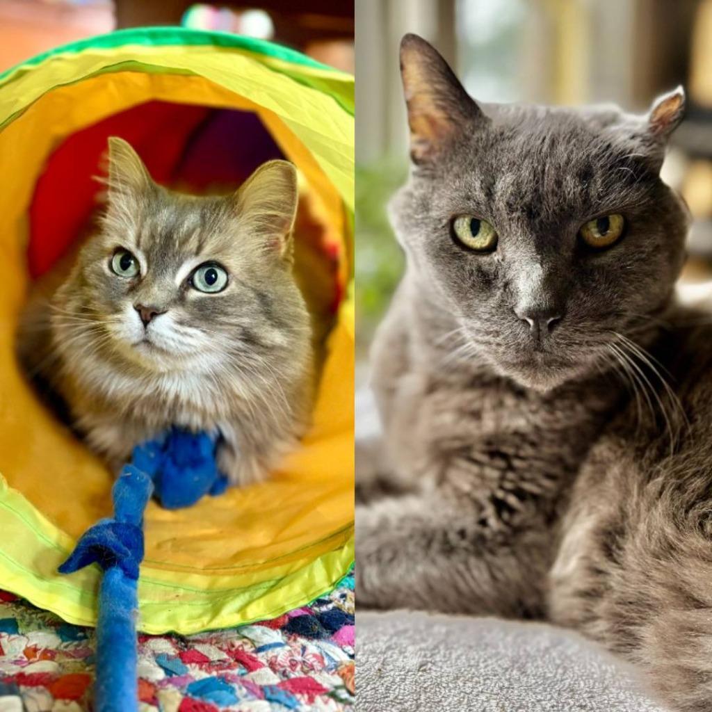 Smokey Joe / Cookie Monster, Adoptable, Senior Male Domestic Short Hair.