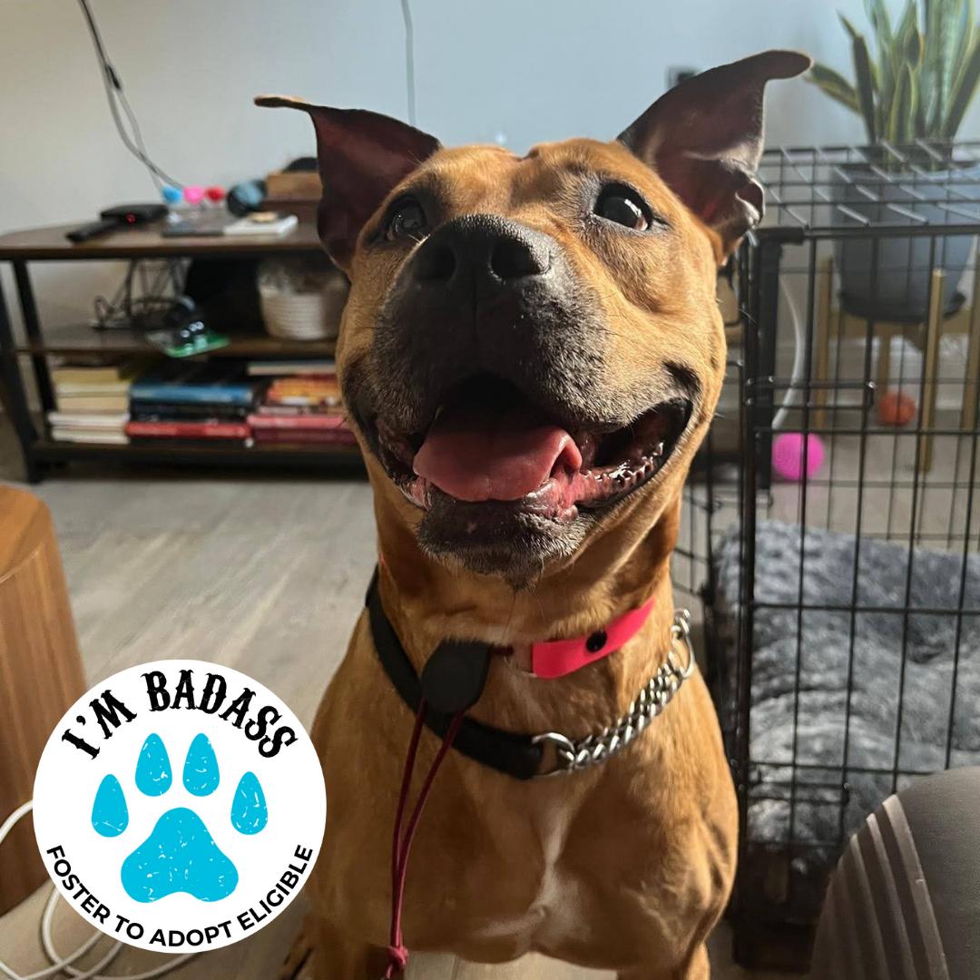 Fiona Apple, Adoptable, Adult Female Terrier.