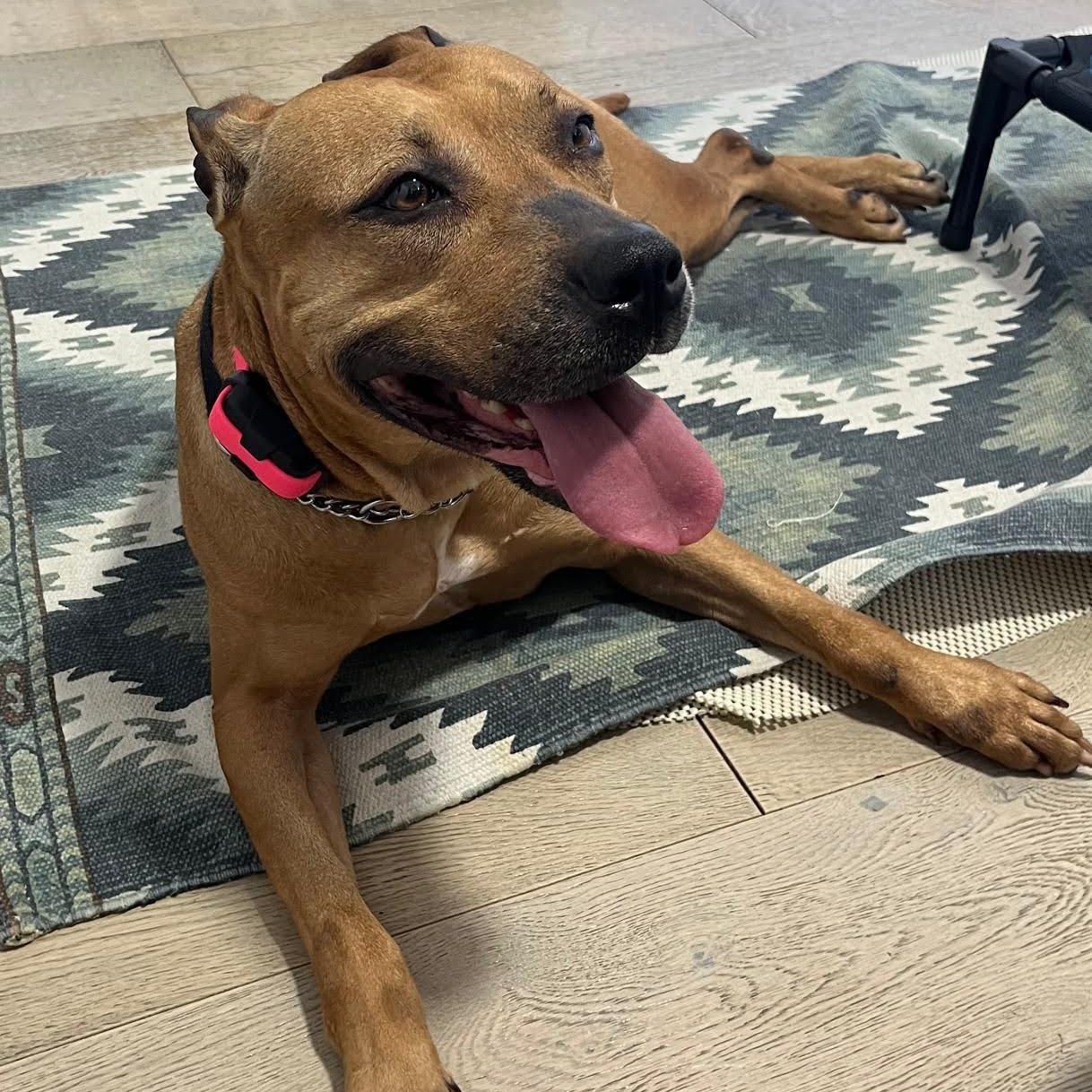 Enlarge Fiona Apple, a Adoptable Terrier in Brooklyn, NY image 3/5