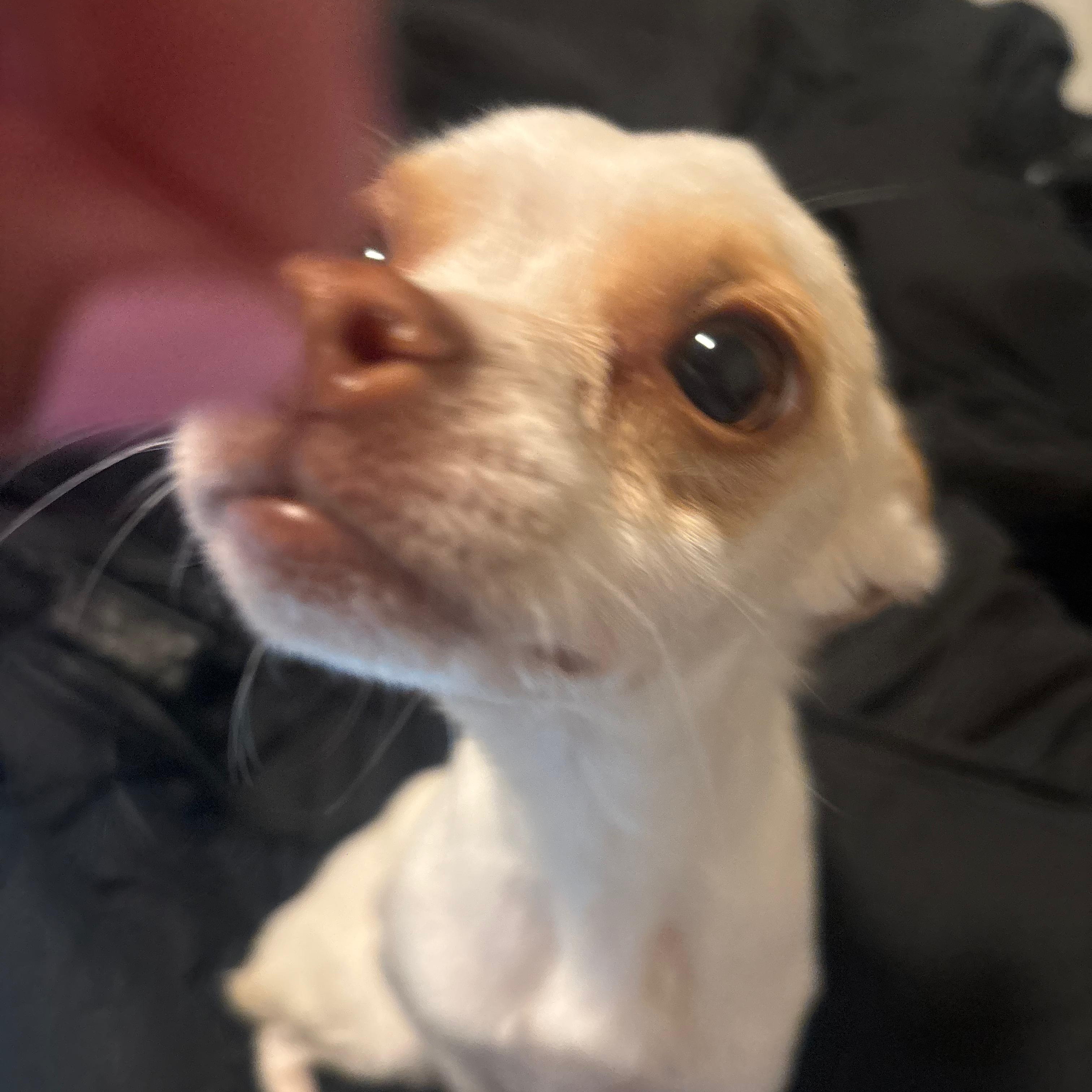 Chico, a Adoptable mixed breed in San Diego, CA image 4/6