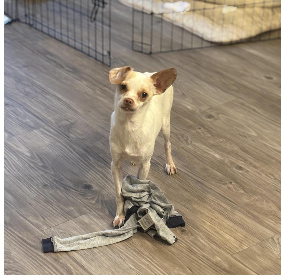 Chico, a Adoptable mixed breed in San Diego, CA image 1/6