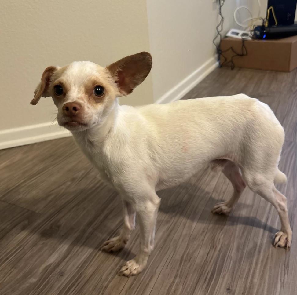 Chico, a Adoptable mixed breed in San Diego, CA image 2/6