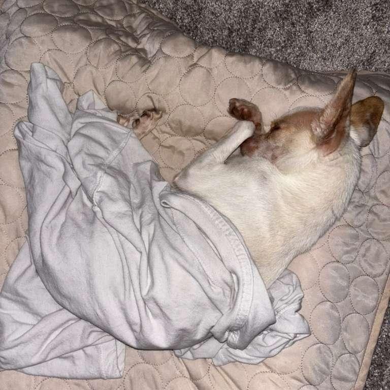 Chico, a Adoptable mixed breed in San Diego, CA image 5/6