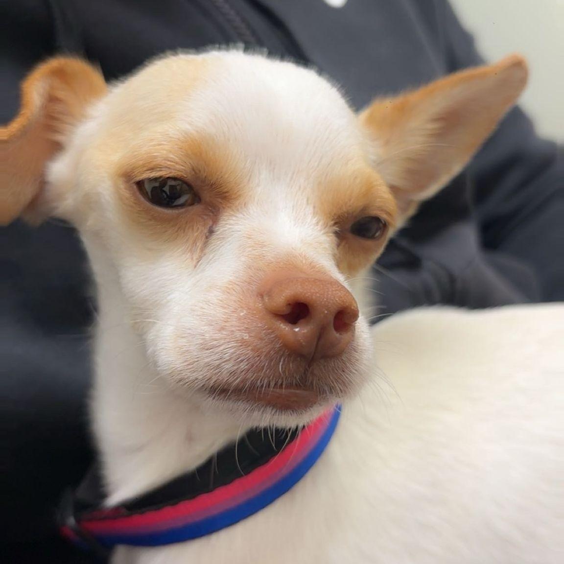 Chico, a Adoptable mixed breed in San Diego, CA image 3/6