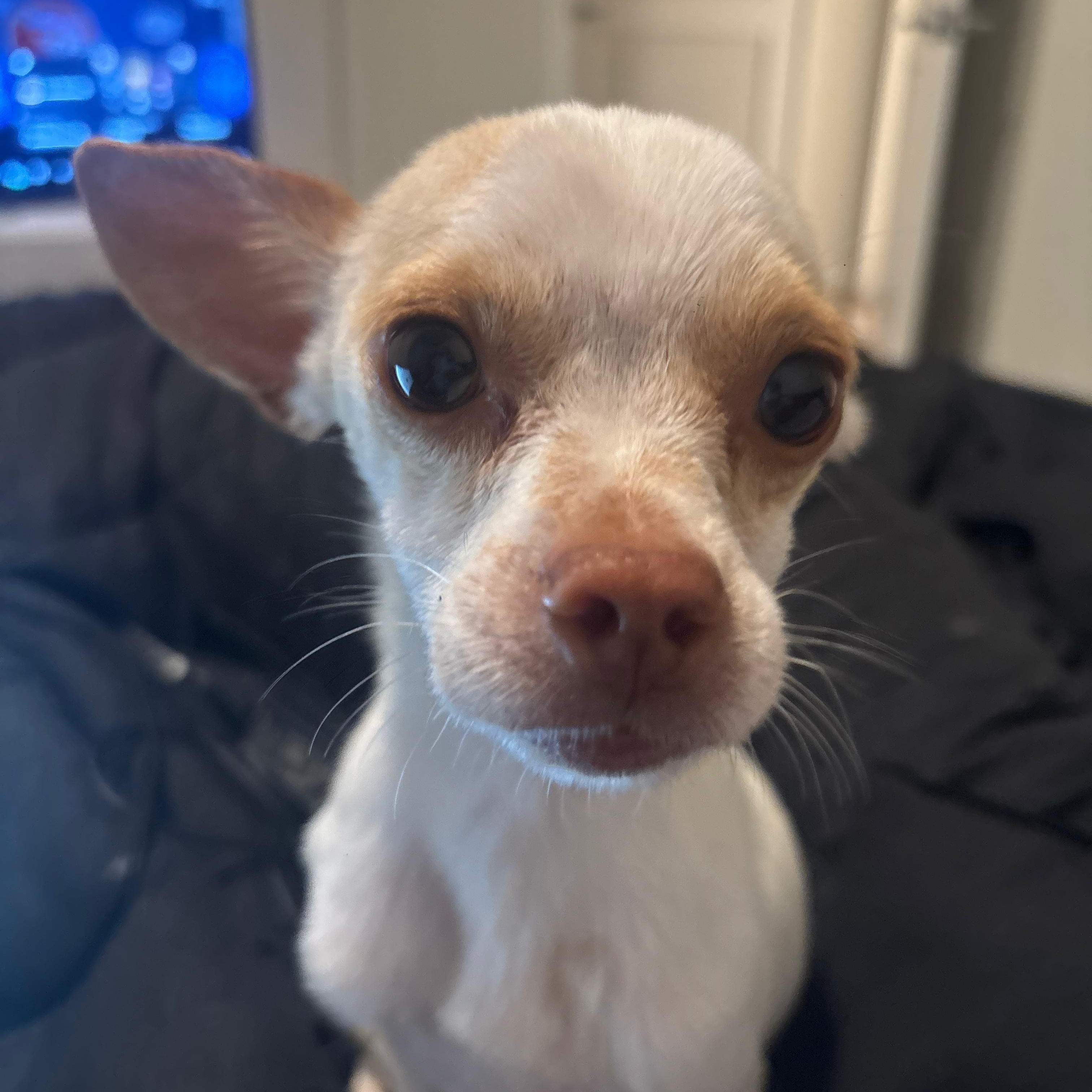 Chico, a Adoptable mixed breed in San Diego, CA image 6/6