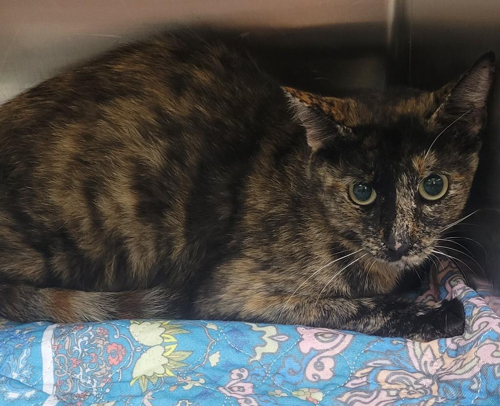 Darla, Adoptable, Young Female Domestic Short Hair.