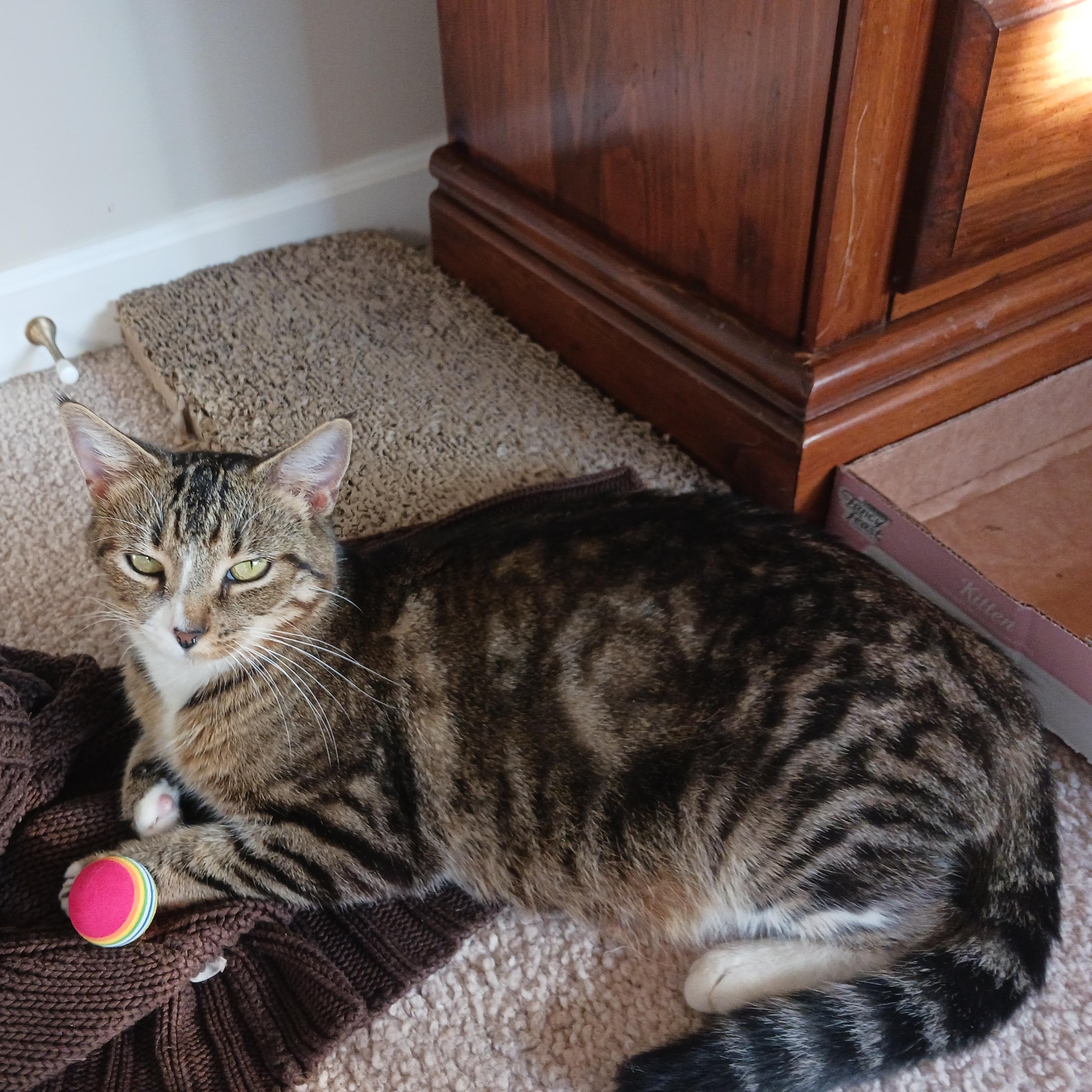 Enlarge Splinter, a Adoptable Domestic Short Hair in Morgantown, WV image 1/4