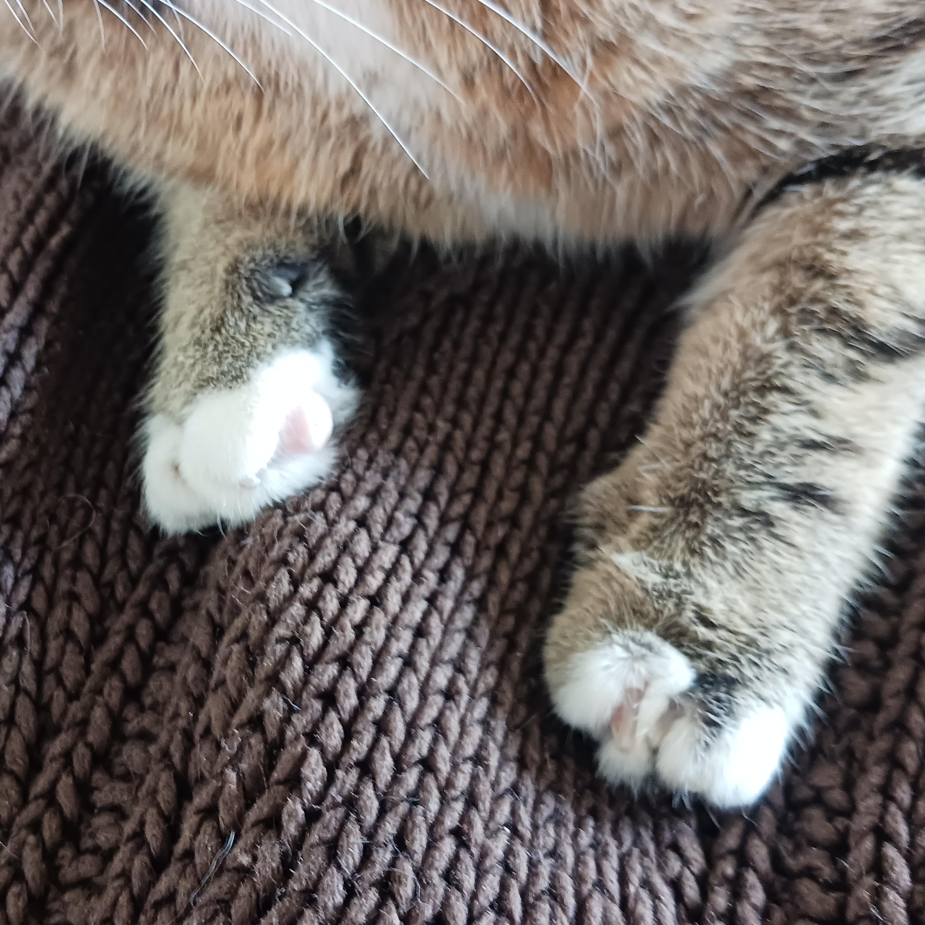 Enlarge Splinter, a Adoptable Domestic Short Hair in Morgantown, WV image 4/4