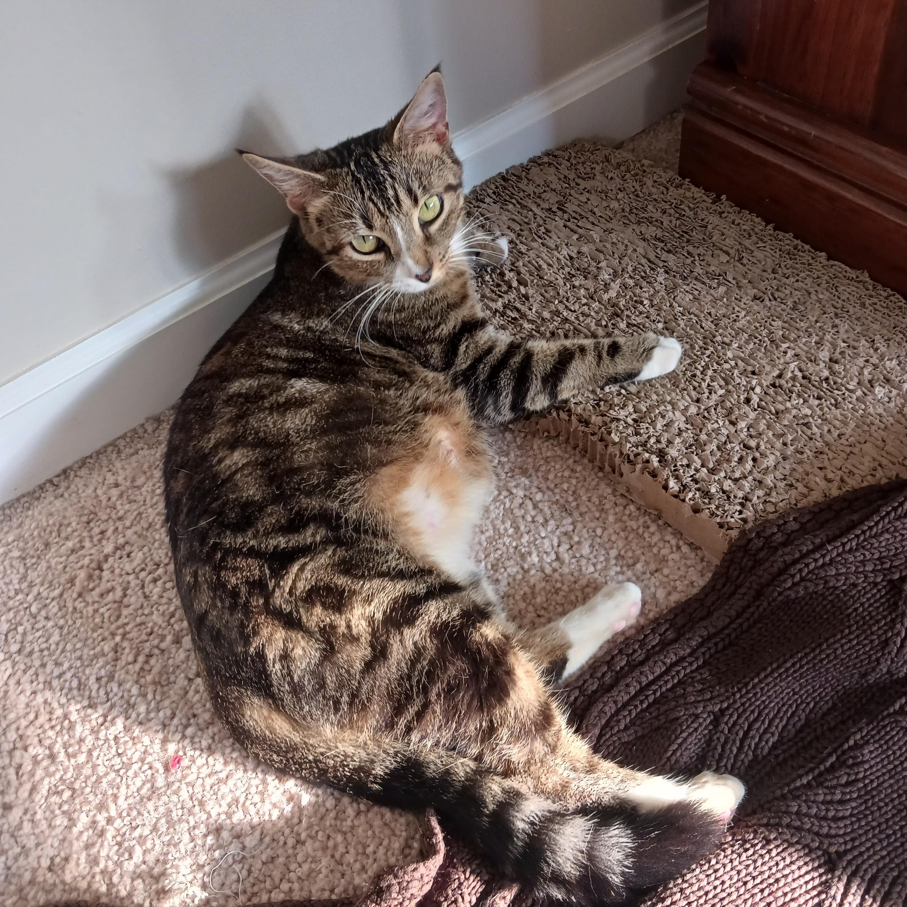 Enlarge Splinter, a Adoptable Domestic Short Hair in Morgantown, WV image 2/4