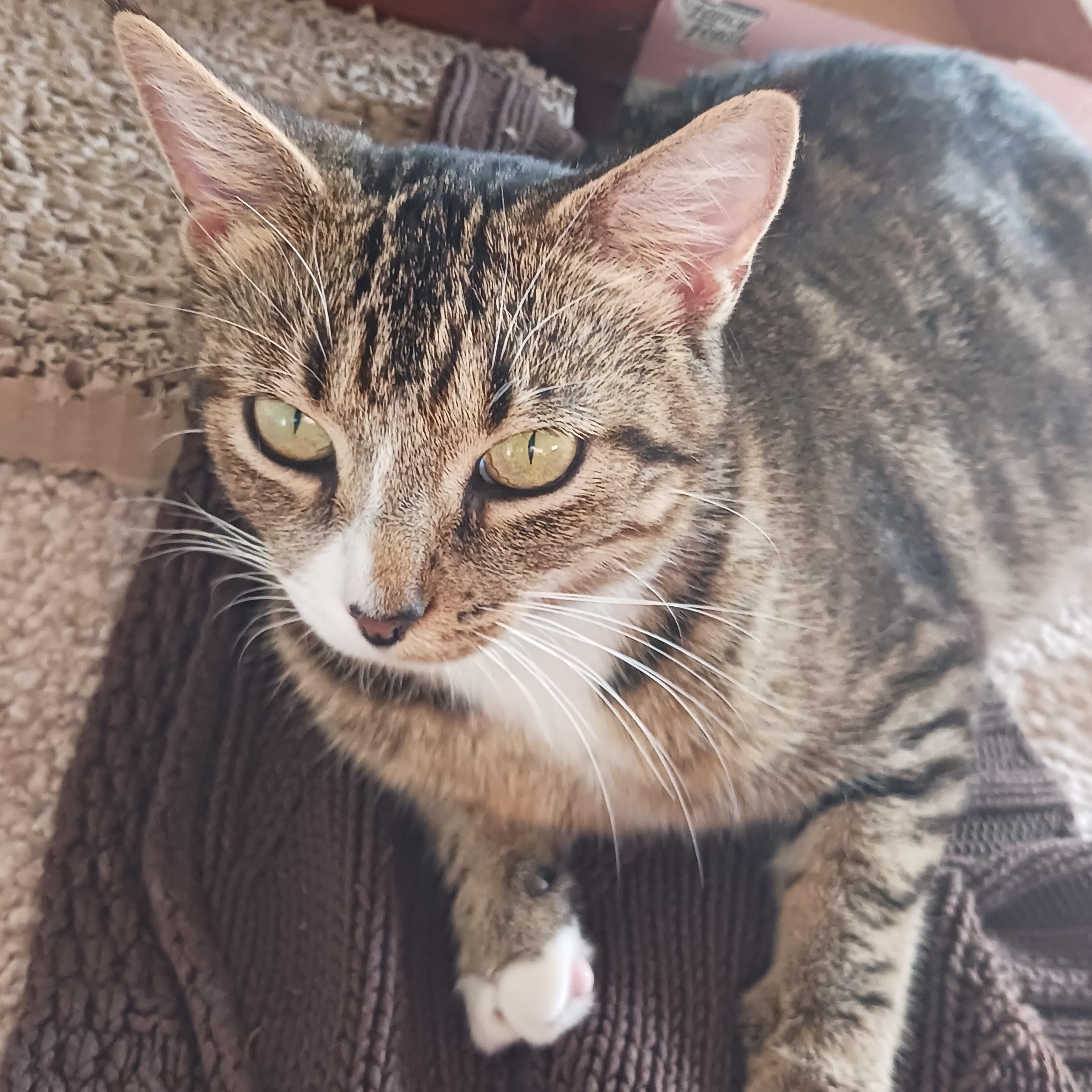 Enlarge Splinter, a Adoptable Domestic Short Hair in Morgantown, WV image 3/4