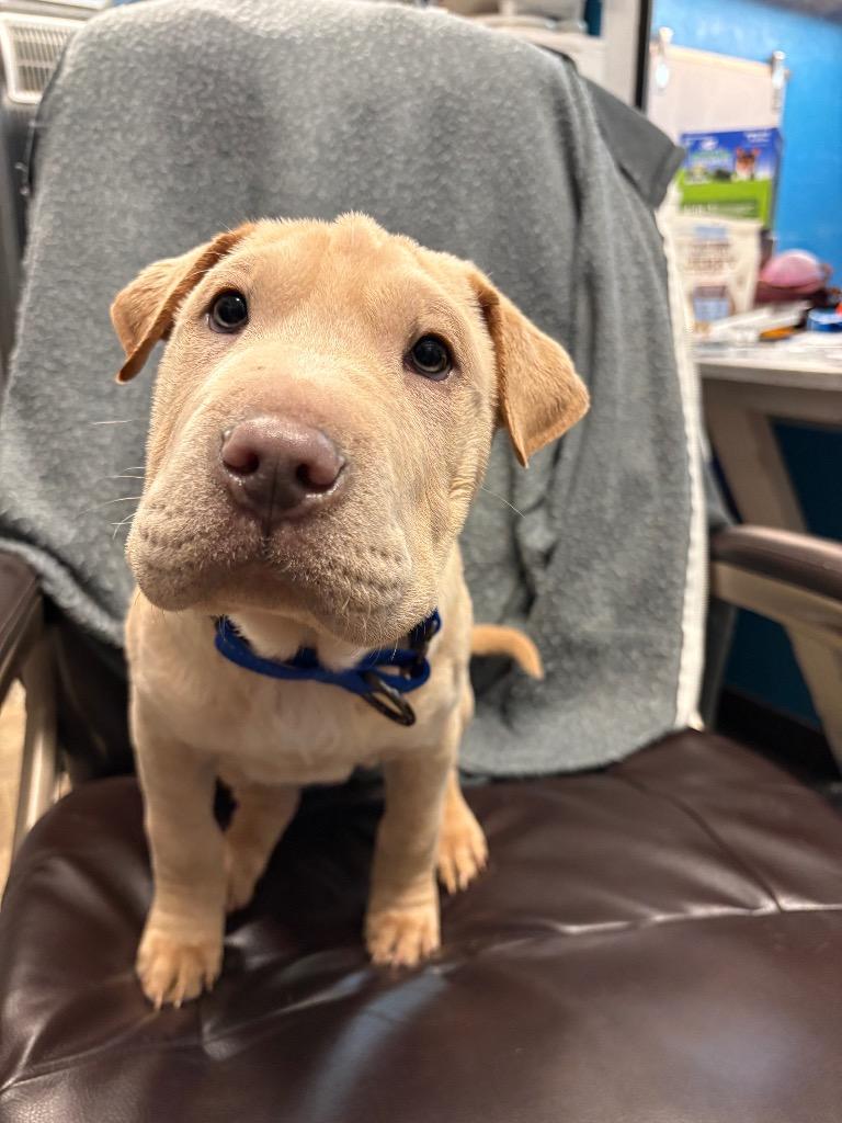 Dustin, Adoptable, Puppy Male Shar-Pei & Labrador Retriever.
