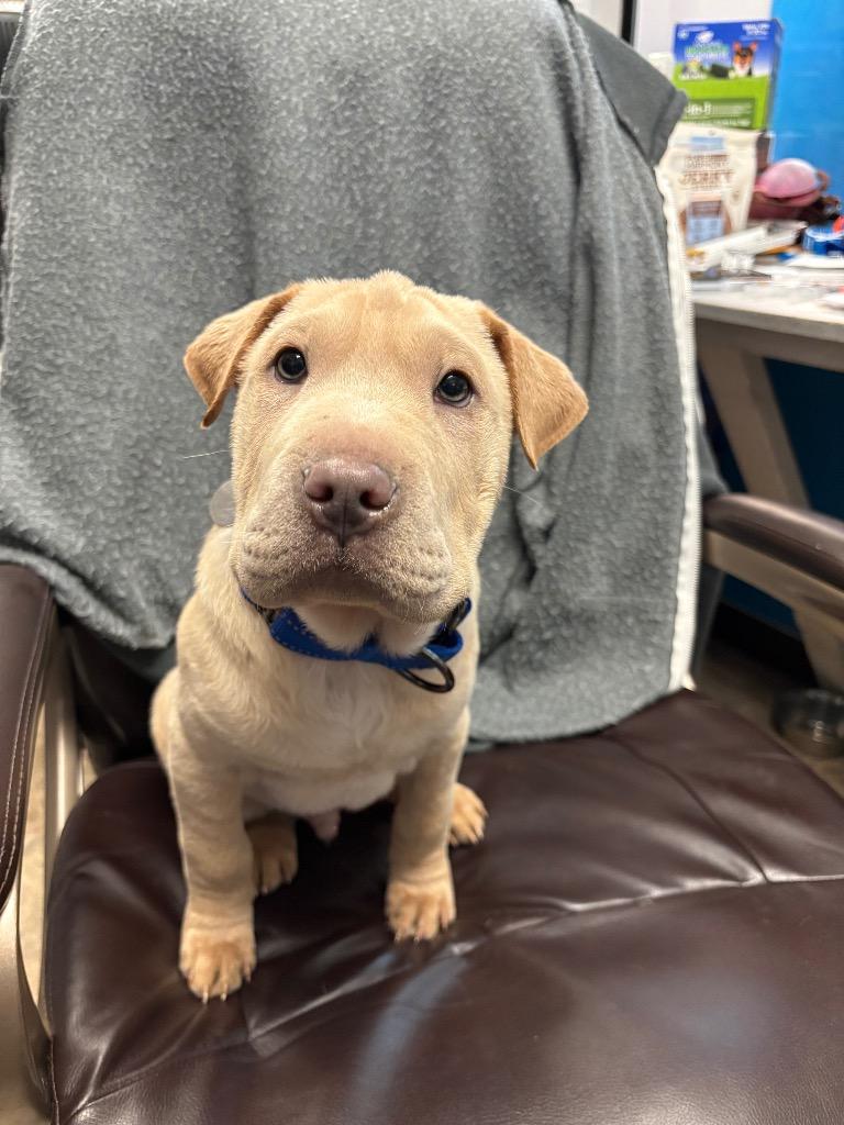 Enlarge Dustin, a Adoptable mixed breed in Reno, NV image 2/2