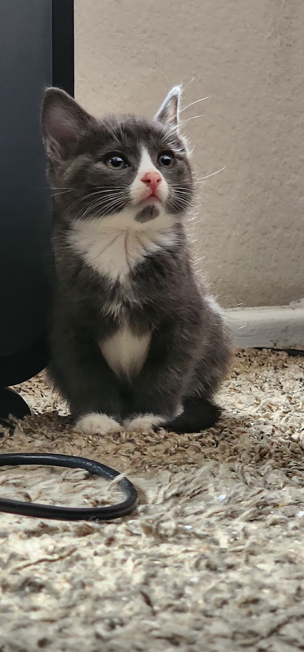 Enlarge Jeff, a Adopted American Shorthair in Fontana, CA image 3/3