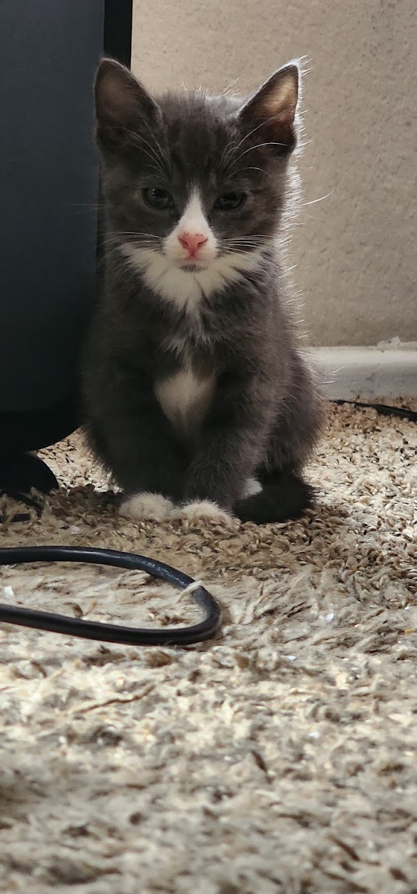 Jeff, Adopted, Young Male American Shorthair.