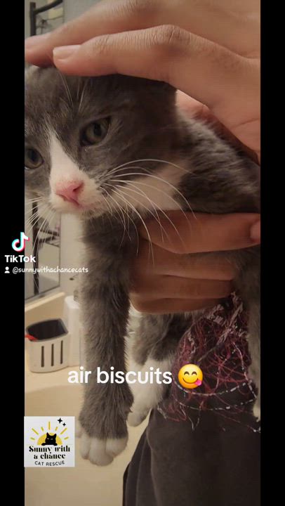 Enlarge Jeff, a Adopted American Shorthair in Fontana, CA video 1/3