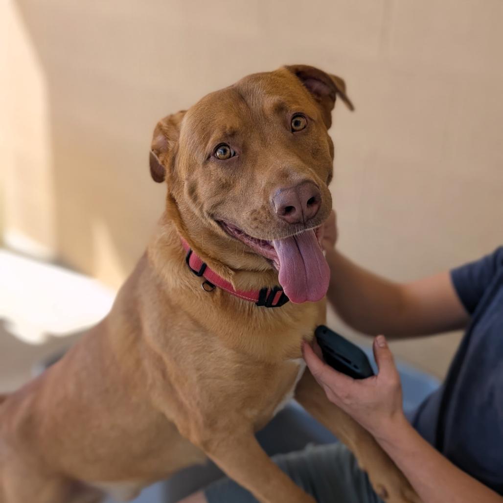 Wrangler(BAS), a Adoptable mixed breed in Lenoir, NC image 2/6