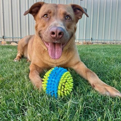 Wrangler(BAS), a Adoptable mixed breed in Lenoir, NC image 3/6
