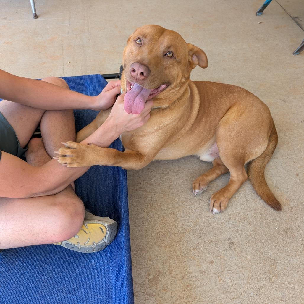 Wrangler(BAS), a Adoptable mixed breed in Lenoir, NC image 4/6