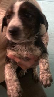 Pixie, Adoptable, Puppy Female Mixed Breed.