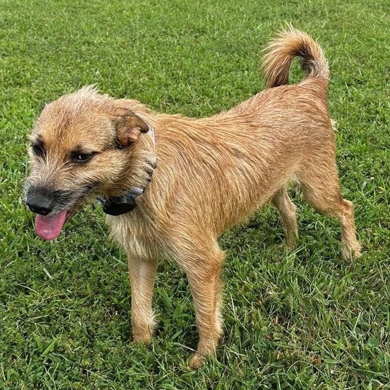 Enlarge Kayla, a Adoptable mixed breed in Baltimore, MD image 4/5