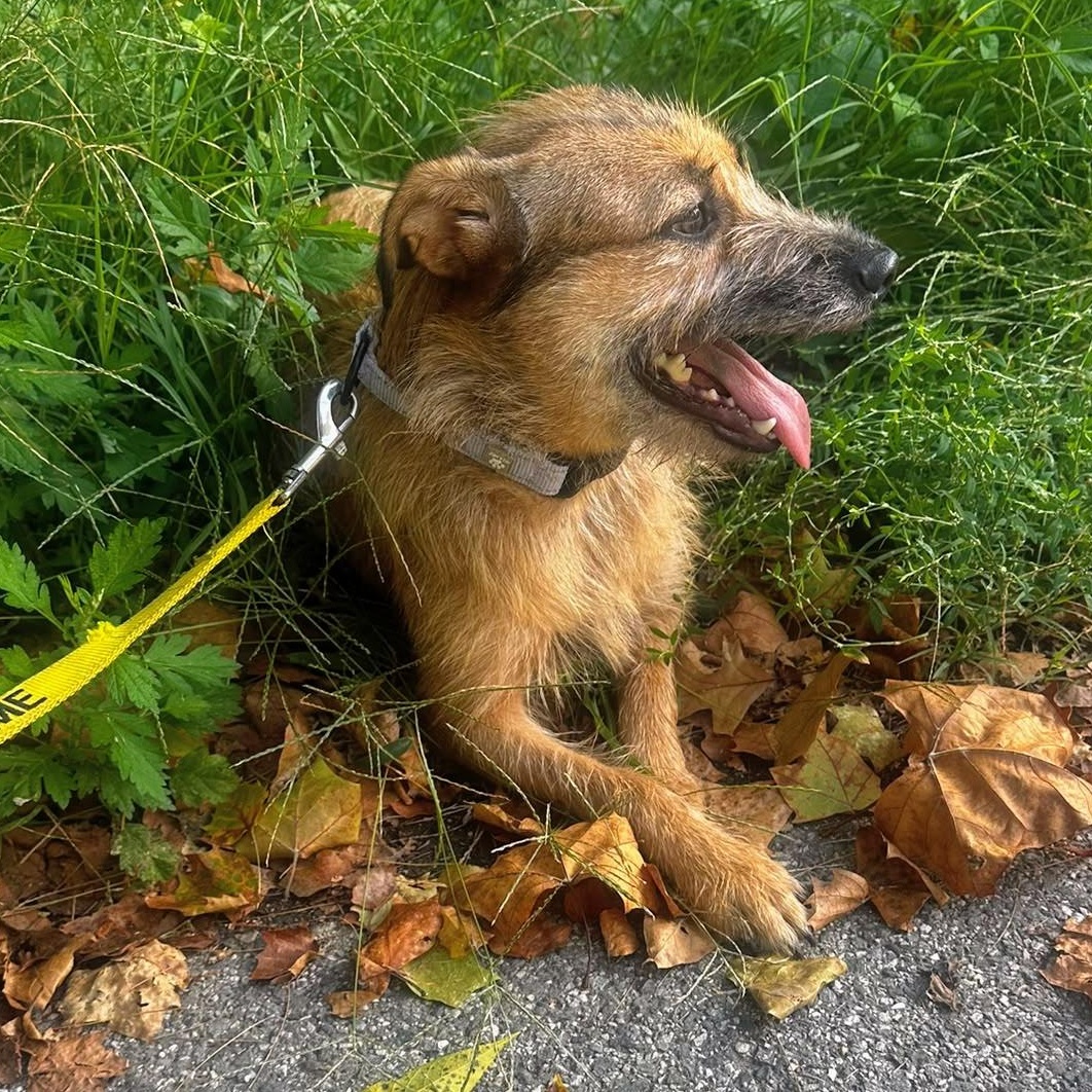 Enlarge Kayla, a Adoptable mixed breed in Baltimore, MD image 5/5
