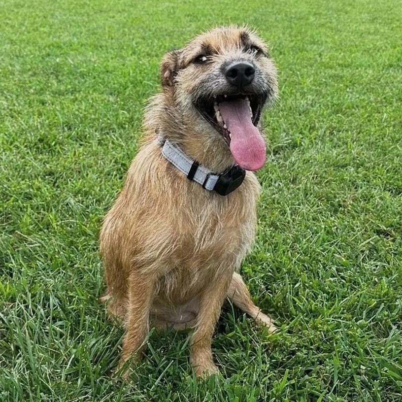 Enlarge Kayla, a Adoptable mixed breed in Baltimore, MD image 3/5