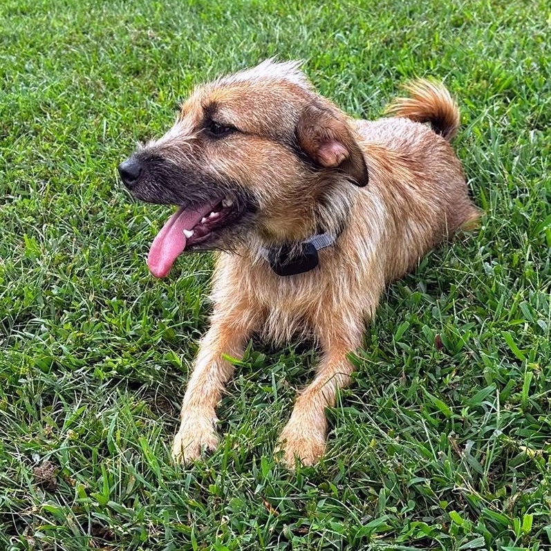 Enlarge Kayla, a Adoptable mixed breed in Baltimore, MD image 1/5