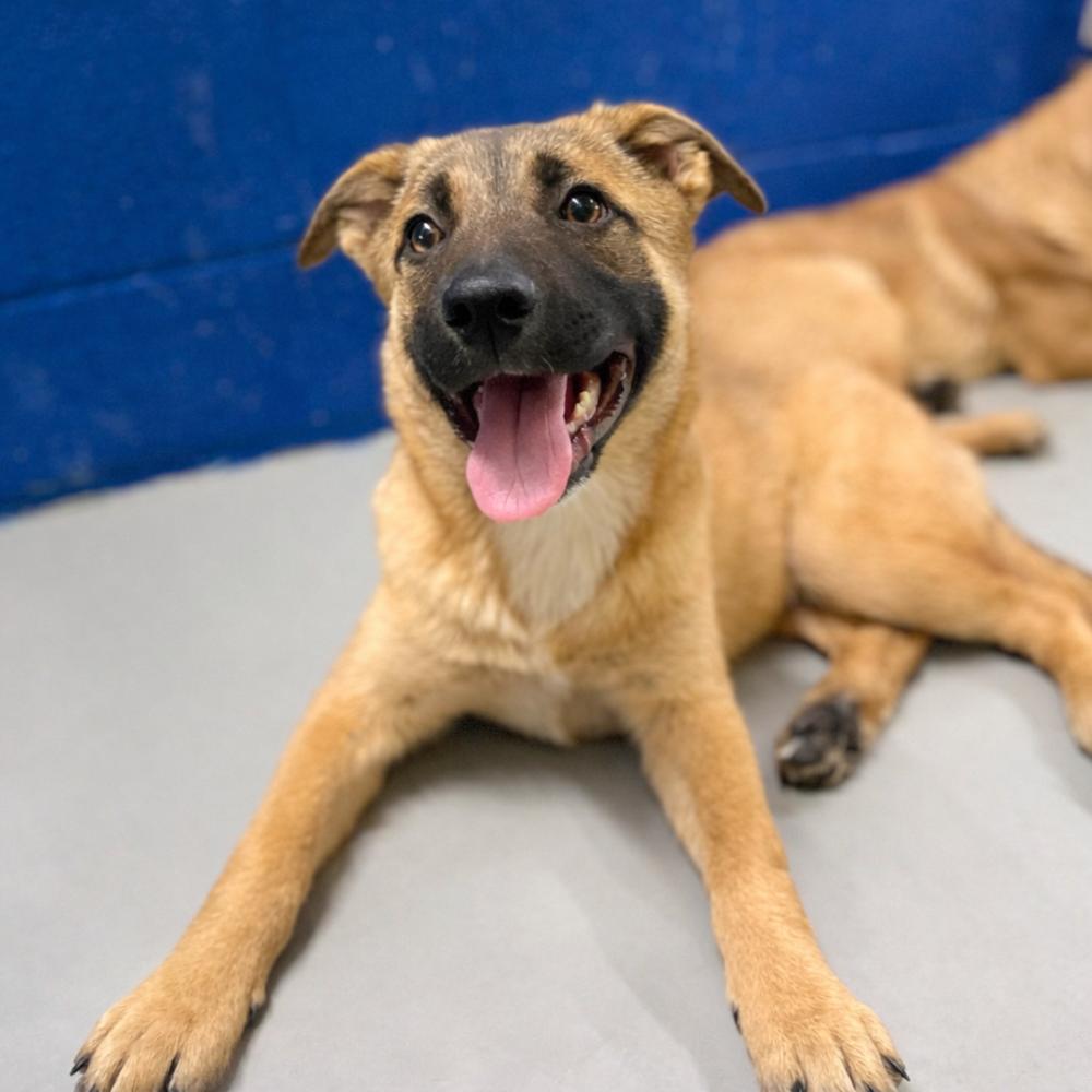 Tatertott, Adoptable, Puppy Male Shepherd & Belgian Shepherd / Malinois.