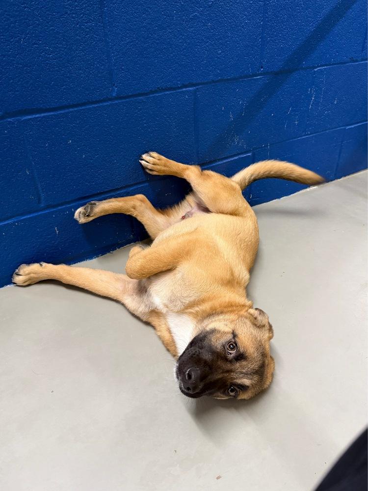 Enlarge Tatertott, a Adoptable mixed breed in Bronx, NY image 2/4