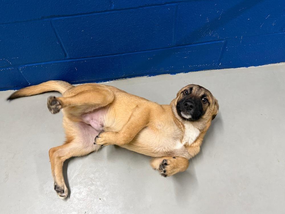 Enlarge Tatertott, a Adoptable mixed breed in Bronx, NY image 3/4