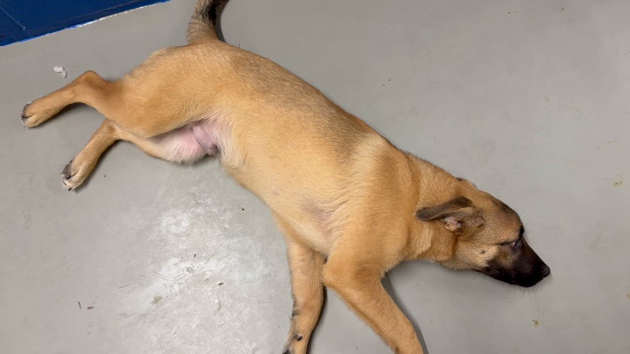 Enlarge Tatertott, a Adoptable mixed breed in Bronx, NY video 4/4