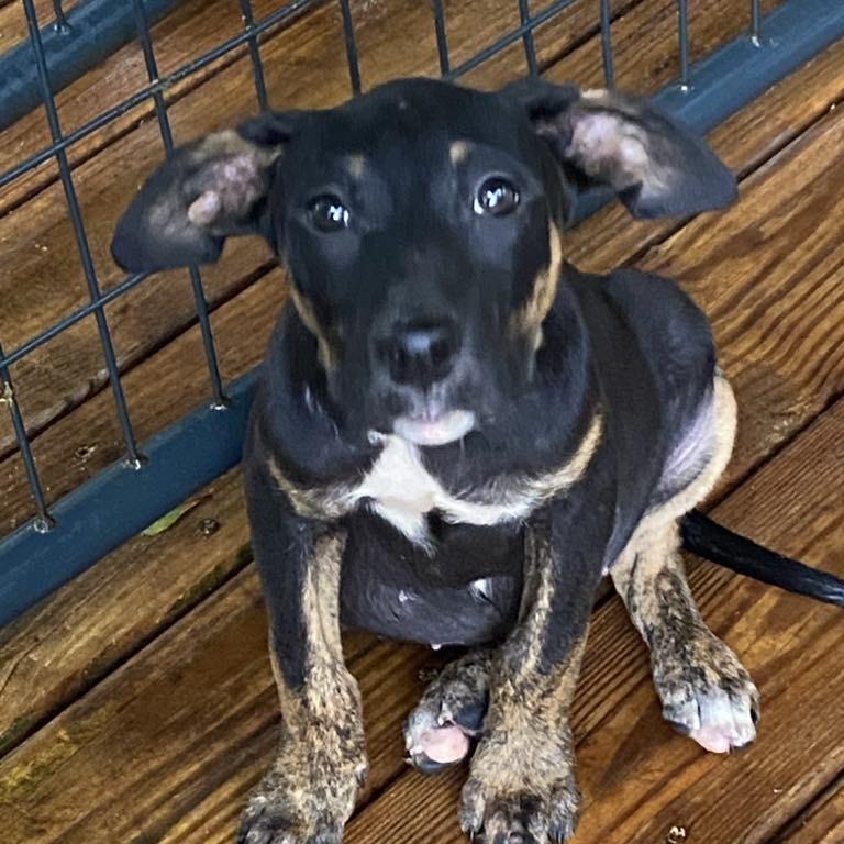 Bonnie, Adoptable, Young Female Mixed Breed.